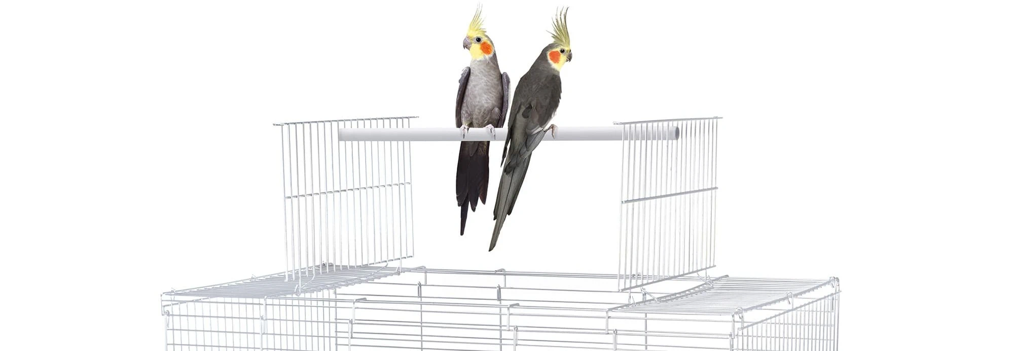 Gabbie per uccelli